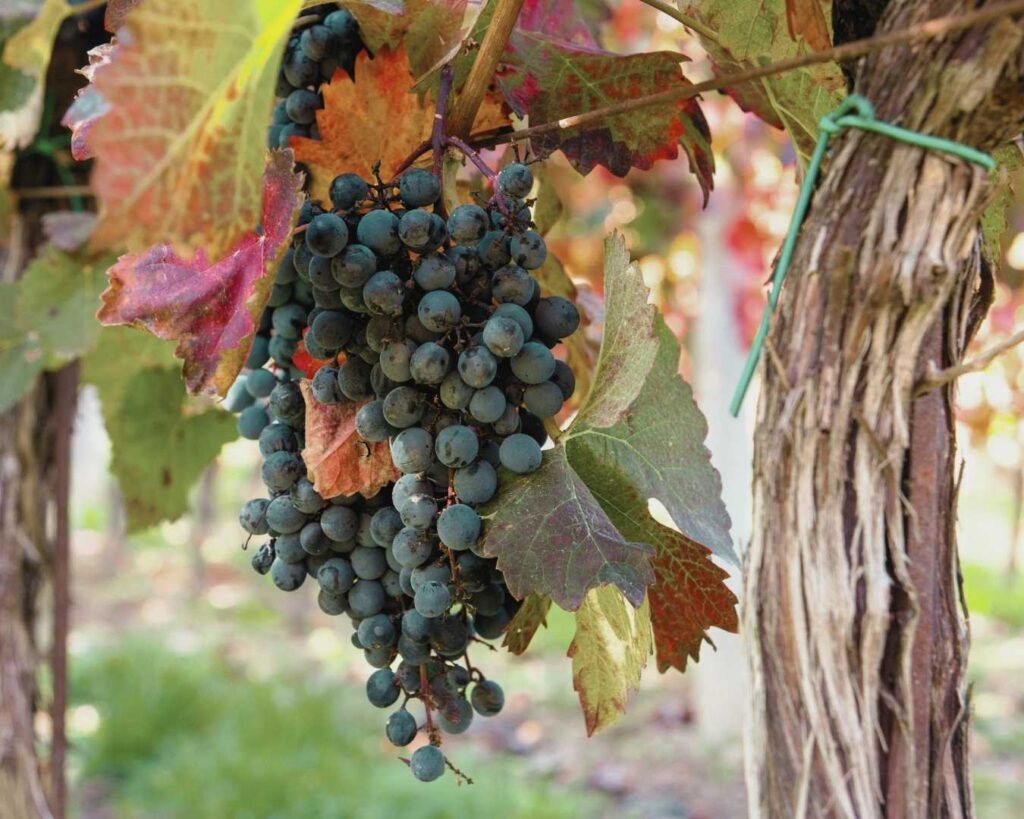 Vignobles proches de Plaine-et-Vallées